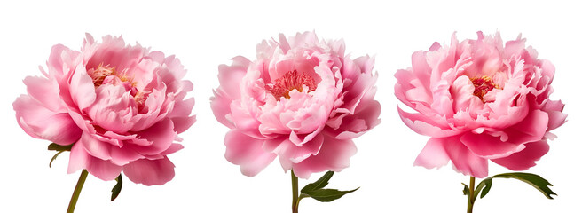 Fototapeta na wymiar Pink peony flowers: a beautiful set, Isolated on Transparent Background, PNG