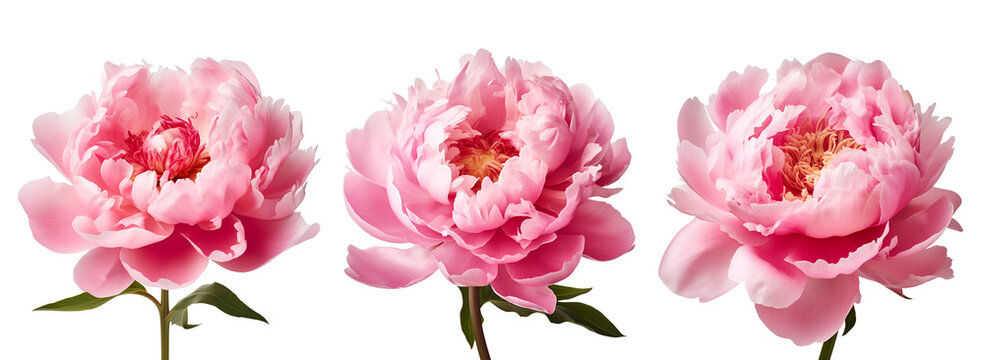 eautiful set of pink peony flowers, Isolated on Transparent Background, PNG