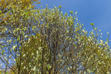 rowan tree with the first foliage in the spring park