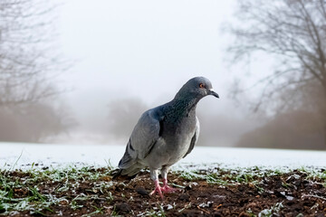 Portrait of a Feral pigeon in the winter park