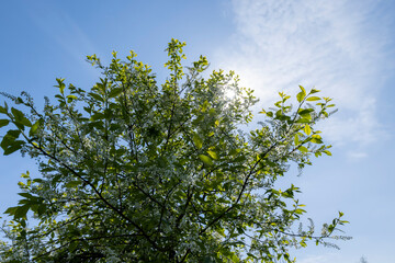 a flowering cherry tree in the spring season, a spring park