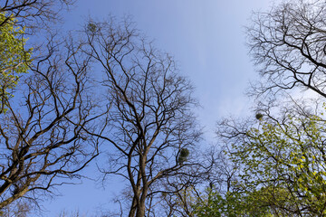spring park with trees with the first green foliage