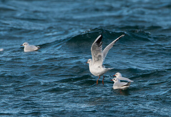 Naklejka premium Oiseaux marins sur la côte bretonne - France