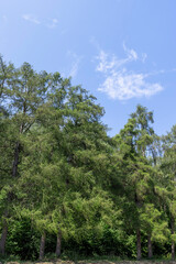 landscape with green fir trees in sunny summers