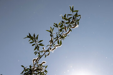 flying in the sky white fluff from willow in spring