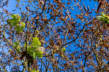 the impact of global warming and the second chestnut bloom during the year