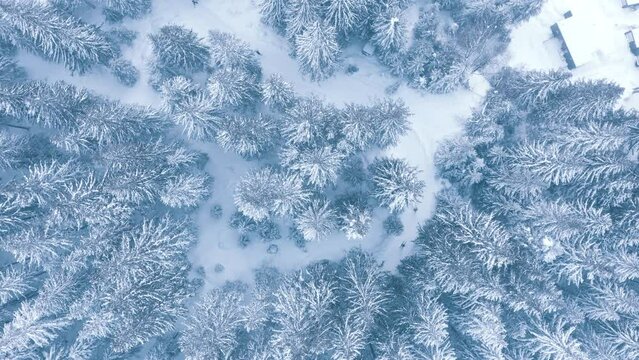 Flying drone aerial 4K footage of a snow covered spruce trees with a ski track with moving two skiers and snowboarder. Snowflakes falling on the Tatra mountain forest. Active people concept video.