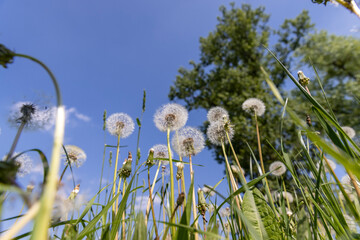 white dandelions in the park in spring