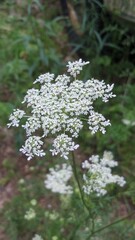 Queen Anne's Lace