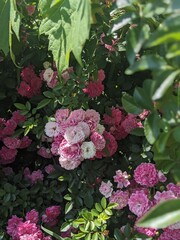 pink flowers in a garden