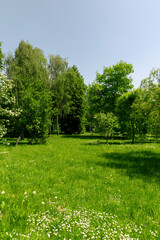 deciduous trees with green foliage in spring, green foliage