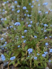 forget me not