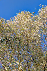 willow tree in the autumn season with foliage changing color