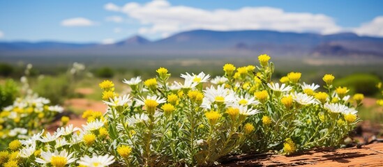 Medicinal Kanna plant with yellow and white flowers in the Little Karoo near the Langeberg mountains in Western Cape, South Africa. - Powered by Adobe