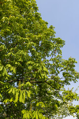 Fototapeta premium a flowering chestnut tree in the spring season, a spring park