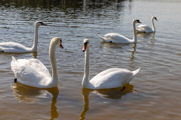 white adult swans feed in sunny weather