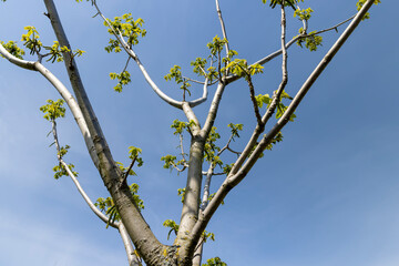 a flowering walnut tree in the spring season, a spring park