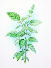 Fresh Watercolor Mint Sprig Leaves AI Generated