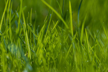 green grass in the spring season in the park
