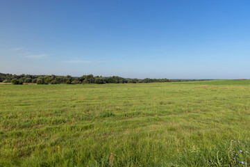 field with grass for harvesting fodder for cows