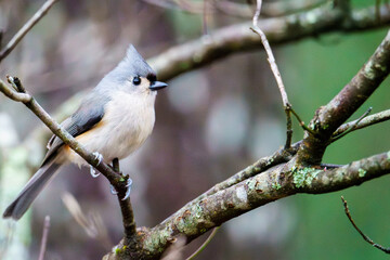 Birds of the Appalchians
