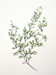 Graceful Watercolor Thyme Sprig Leaves AI Generated