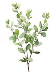 Graceful Watercolor Thyme Sprig Leaves AI Generated