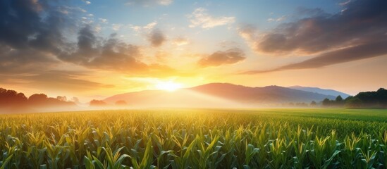 Gorgeous sunrise above the corn field. - obrazy, fototapety, plakaty