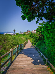 Wooden walkway leading to houses in lush forest in Boulders Beach, Cape Town, South Africa