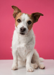 Inquisitive dog, pink studio charm. A Jack Russell Terrier with a perceptive stare poses against a vibrant pink background