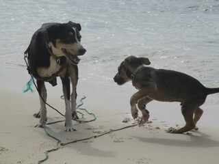 Deux chiens jouent sur la plage