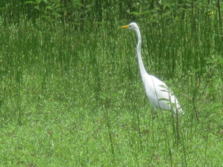 Une grande aigrette blanche dans un champ