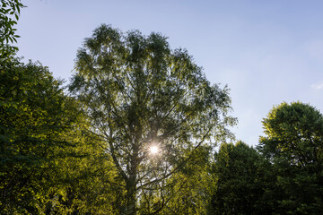 beautiful birch tree foliage is white with green foliage