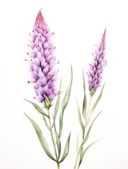 Watercolor Sketch of Liatris Scariosa AI Generated