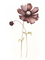 Watercolor Sketch of Chocolate Cosmos on White Background AI Generated