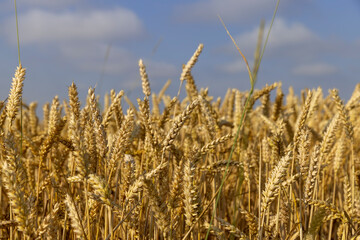 rye field with grain harvest on hot summer days