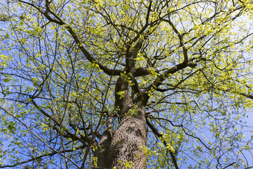Obraz premium maple trees blooming in spring , close up