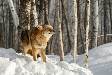 Coyote (Canis latrans) in Forest Shakes Off Snow Winter