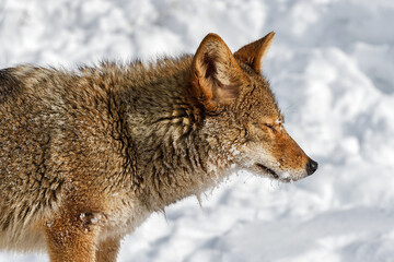 Coyote (Canis latrans) Eyes Closed Profile Right Winter