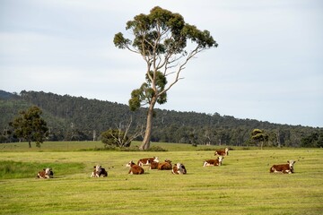Hereford cows in a field on a regenerative agriculture farm.
