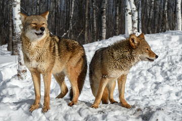 Coyotes (Canis latrans) Stand Near Forest Just Beginning to Howl Winter - 684863129