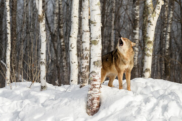 Coyote (Canis latrans) Stands Behind Birch Tree Howling Winter