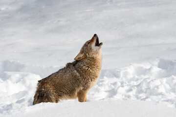 Coyote (Canis latrans) Howling in Snow Winter