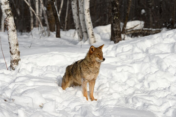 Coyote (Canis latrans) Stands at Edge of Woods Winter
