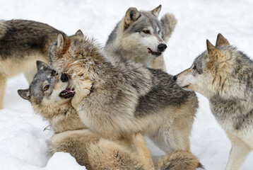 Grey Wolf (Canis lupus) Pack Scuffles Winter