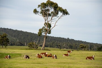 Hereford cows in a field on a regenerative agriculture farm in summer