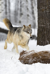 Grey Wolf (Canis lupus) Trots Up to Body of White-Tail Deer Winter