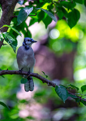 Blue Jay (Cyanocitta cristata): Vivid Elegance in North American Woodlands