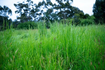 pasture growing in a field on a farm in spring