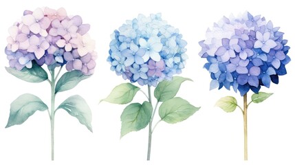 Set of Three Soft Watercolor Hydrangea Cluster Pet AI Generated